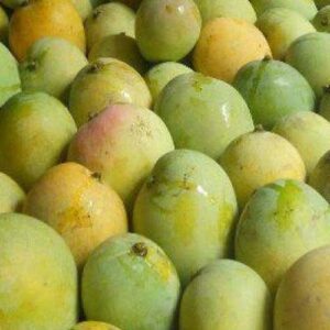 Garden Fresh Himsagar Mango- 10KG (Premium)